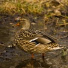 Mrs. duck / Anas platyrhynchos